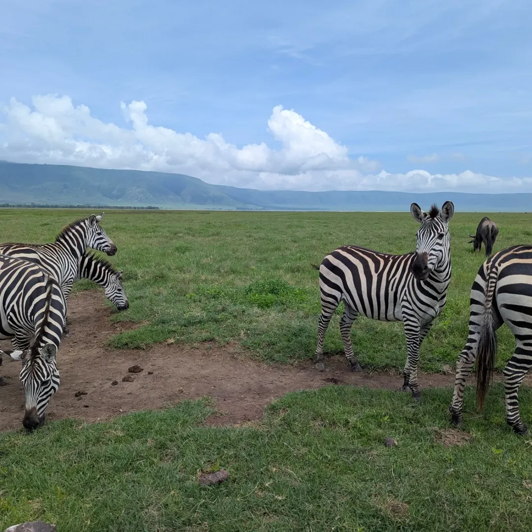 2-Day Lake Manyara & Ngorongoro (Value) - Image 5