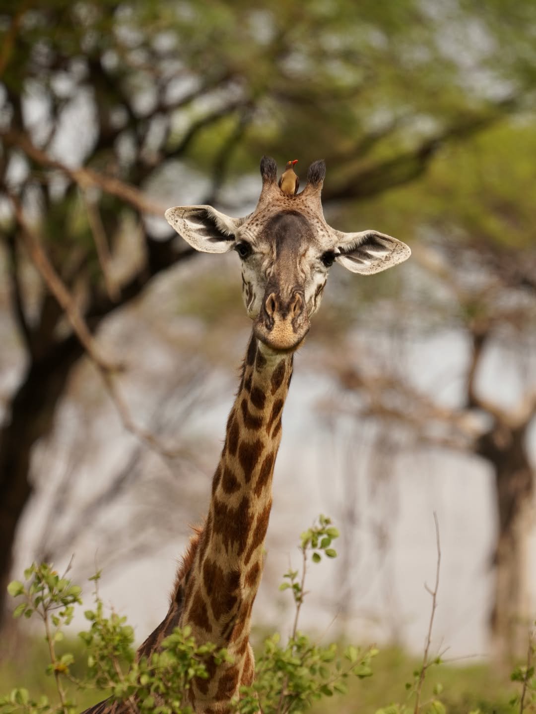 2-Day Lake Manyara & Ngorongoro (Value) - Image 6