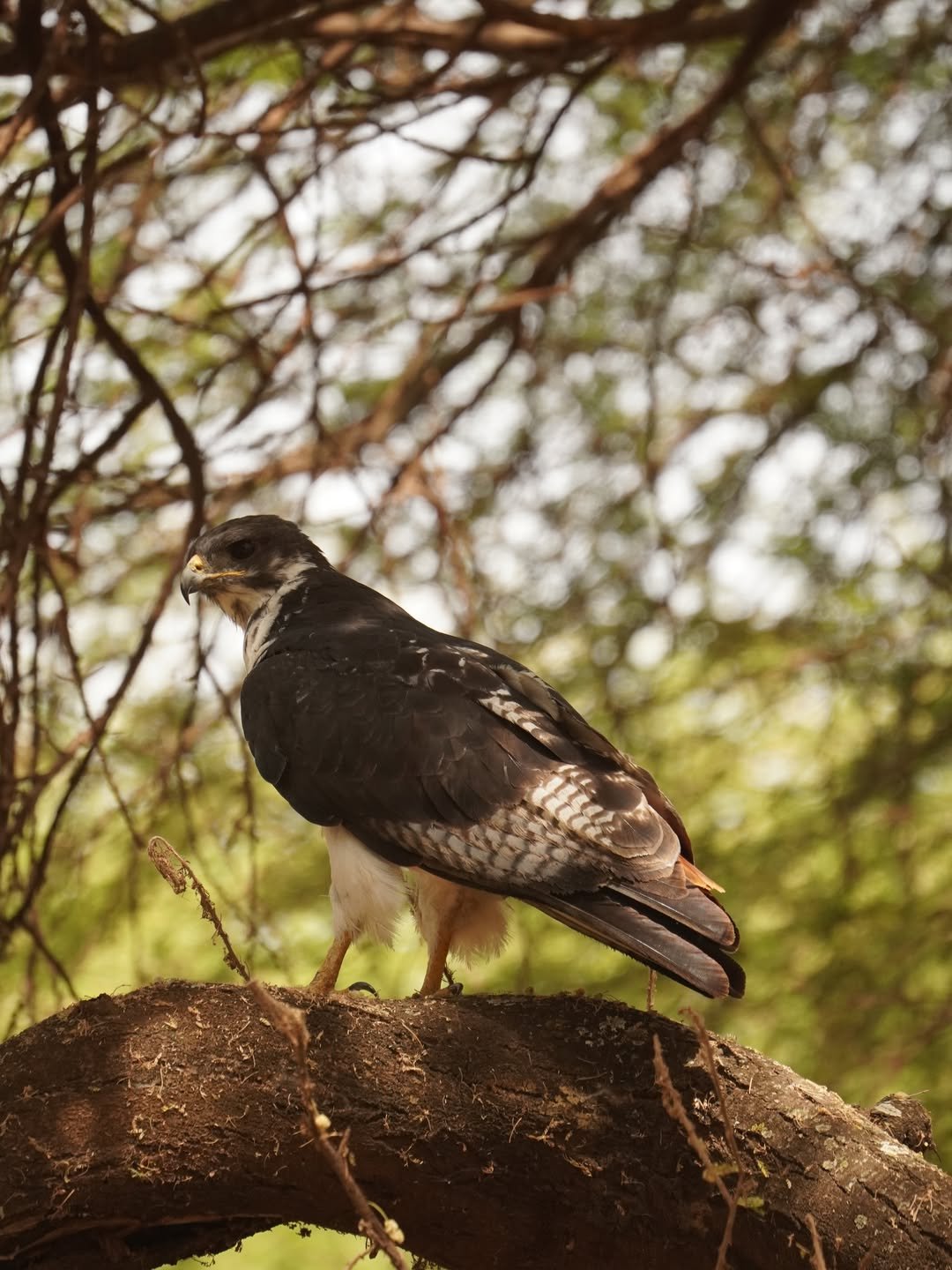 6-Day Manyara, Ngorongoro & Serengeti - Image 2