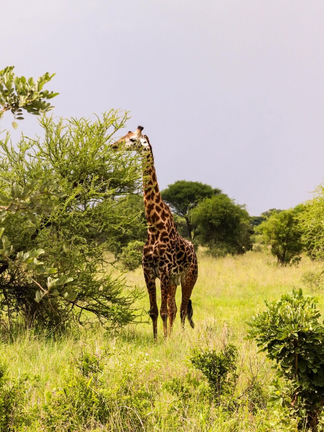6-Day Manyara, Ngorongoro & Serengeti - Image 3