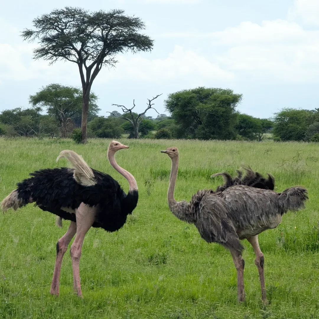 6-Day Manyara, Ngorongoro & Serengeti - Image 5