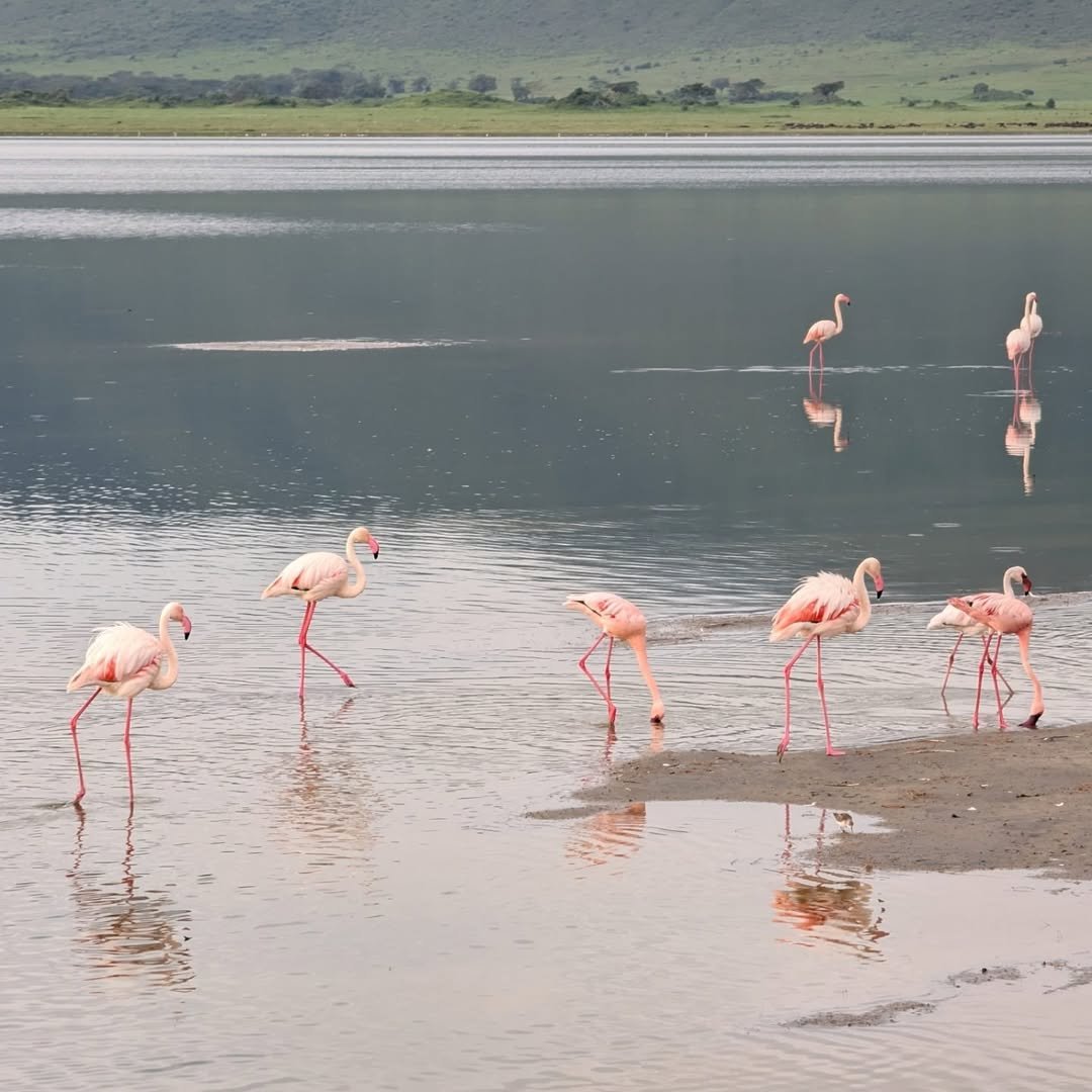 6-Day Manyara, Ngorongoro & Serengeti - Image 7