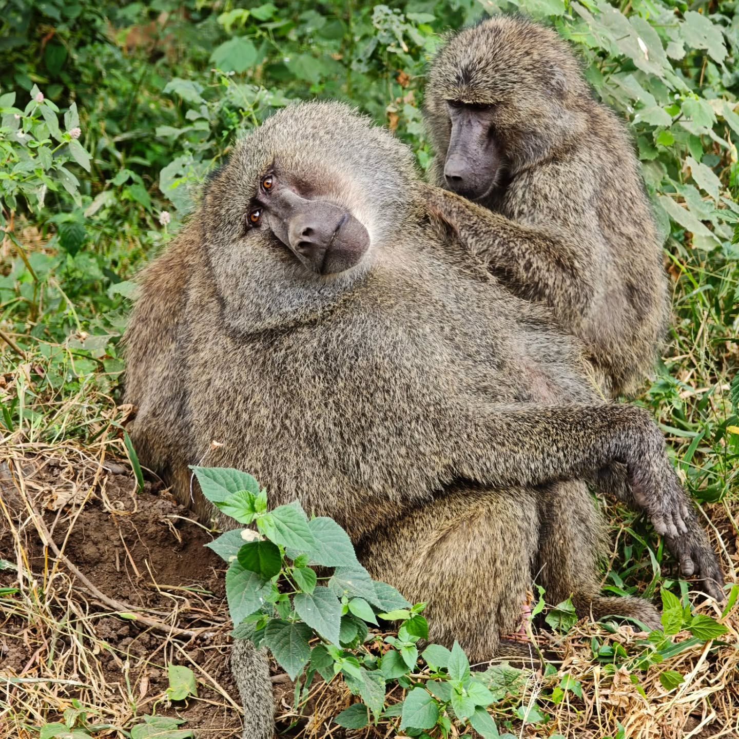 4-Day Tarangire & Lake Manyara — photo 5