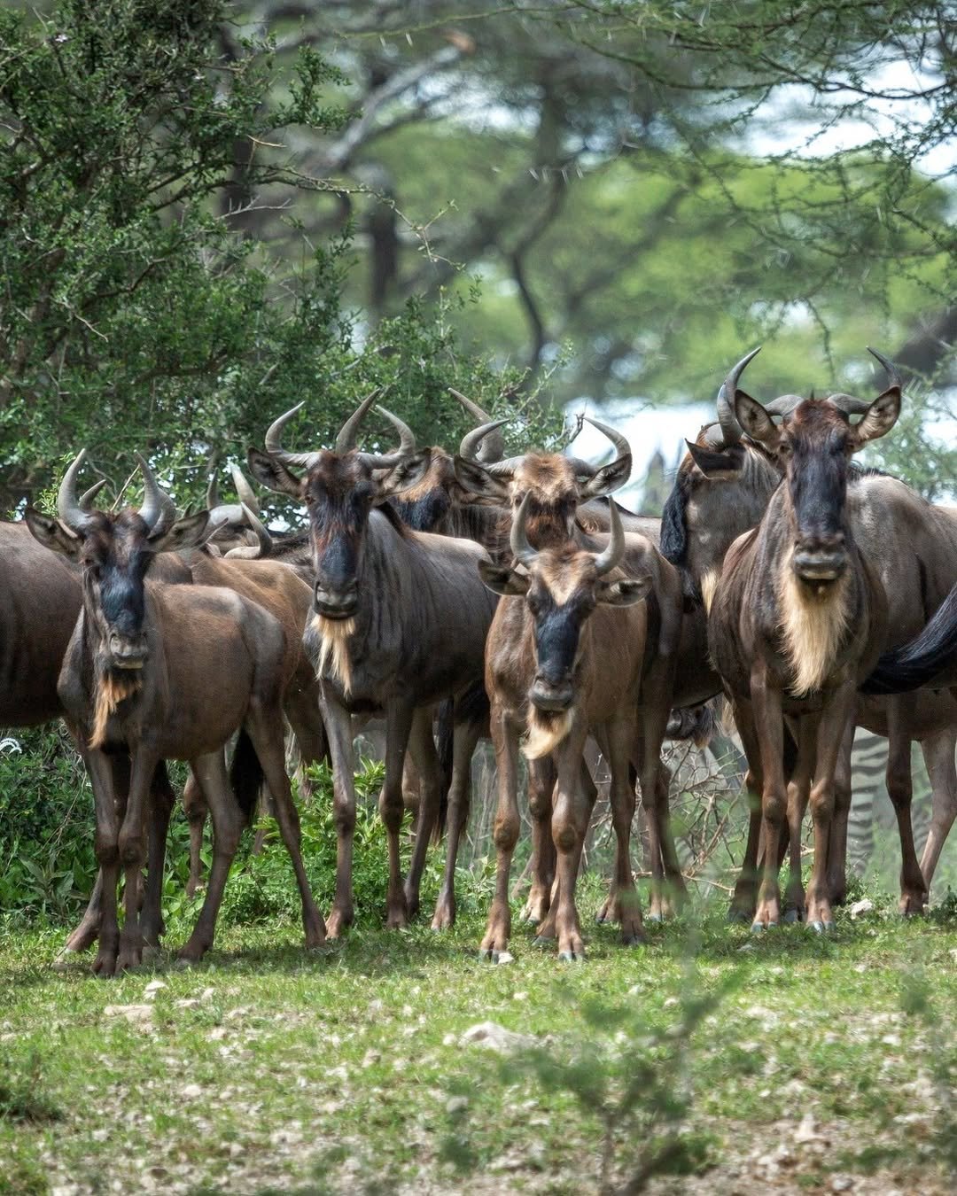 Tour Map for Great Migration & River Crossing in Serengeti